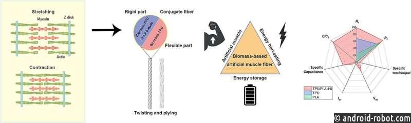 Экологичные искусственные мышечные волокна могут вырабатывать и хранить энергию