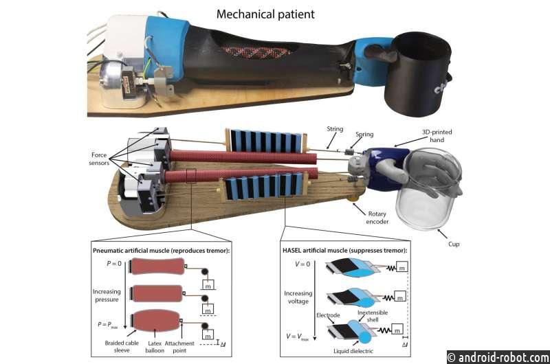 Создана биороботизированная рука, которая использует искусственные мышцы для борьбы с тремором