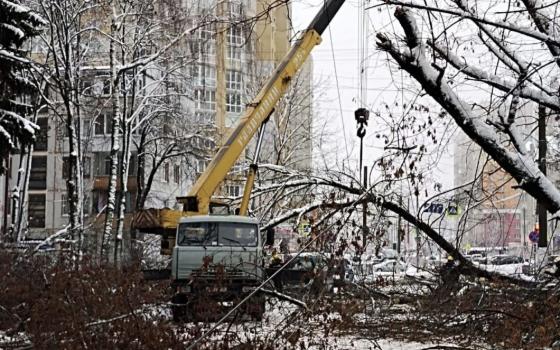 87 поваленных деревьев убрали в Брянске