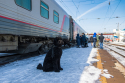 Новосибирские железнодорожники спасли собаку, брошенную в электричке