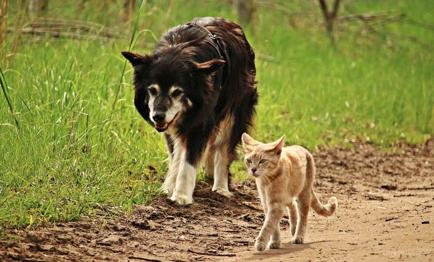 Как коты и собаки находят дорогу домой