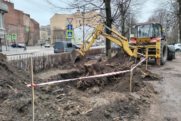 Теперь липы. В Выборге спилят еще несколько старых деревьев