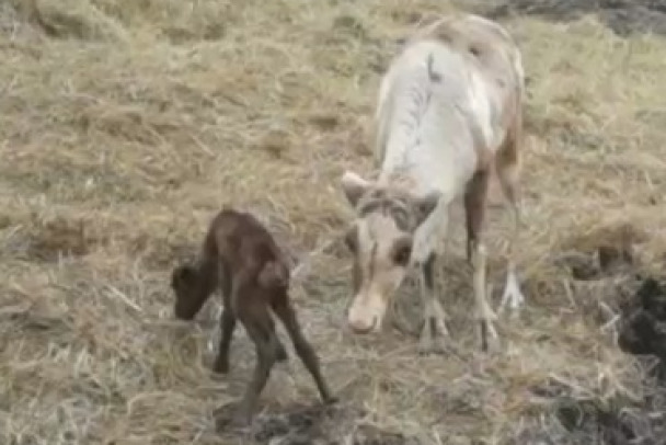 В Приюте Белоснежки родился олененок. За первыми шагами наблюдает мама