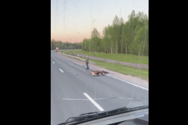 Около Усть-Луги насмерть сбили лося