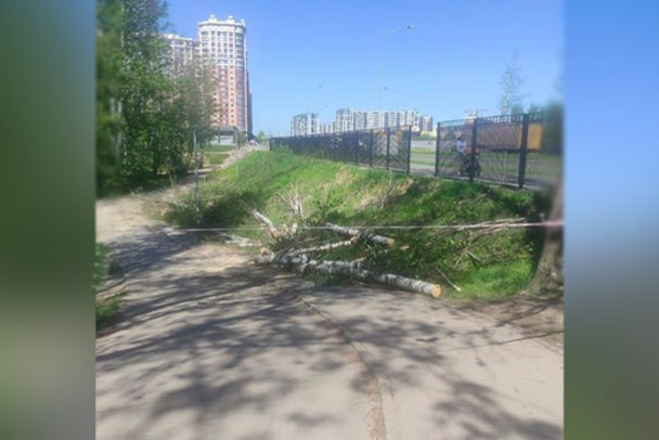 Подрядчик должен был спилить сухостой. В парке Оккервиль в Кудрово остановили вырубку деревьев