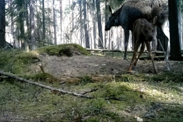 Лосиха показала долговязого новорожденного камере под Всеволожском