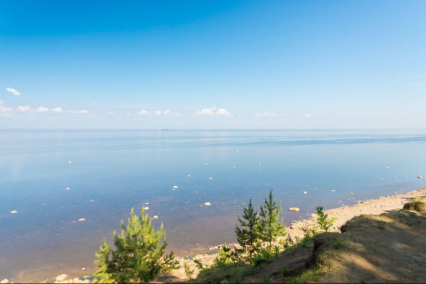 Проведите выходной на природе. В Ленобласти зацвела клюква и брусника