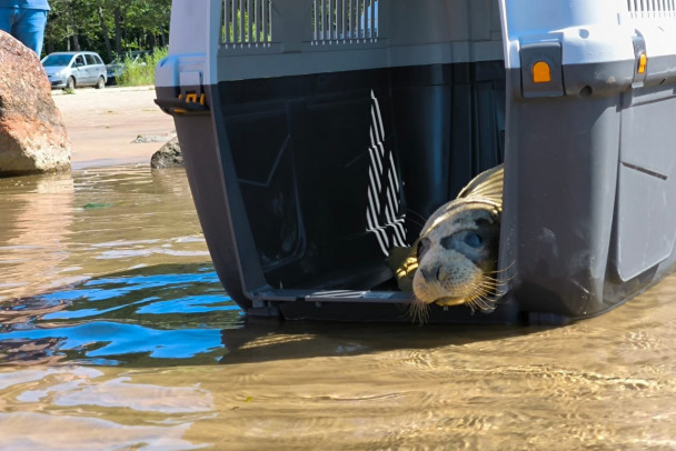 Тюлененок Персей вернулся в большую воду после реабилитации