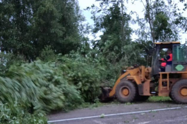 В Тайцах упавшее дерево сломало позвоночник подростку