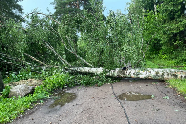 Дерево насмерть раздавило мужчину в Токсово