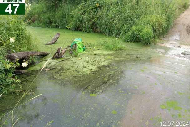 Река Черная под Кировском стала зеленой из-за водорослей