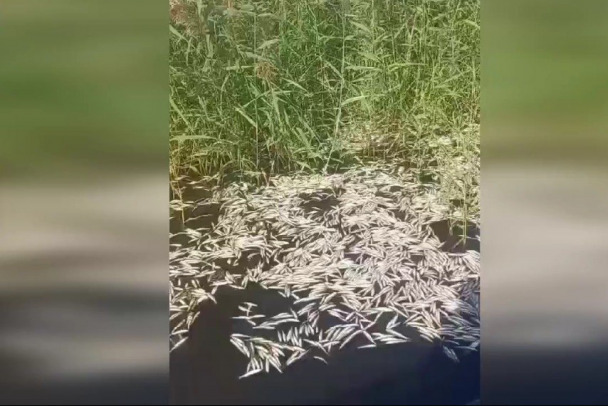 Химическое амбре с воды под Выборгом, где массово гибла рыба, намекнул на конкретное производство