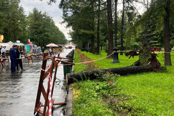 Падение дерева на жителя Подпорожья в Петербурге стало делом о смерти по неосторожности