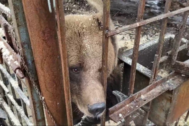 Медведицу Машу из садоводства под Юкками все-таки забрали у хозяина