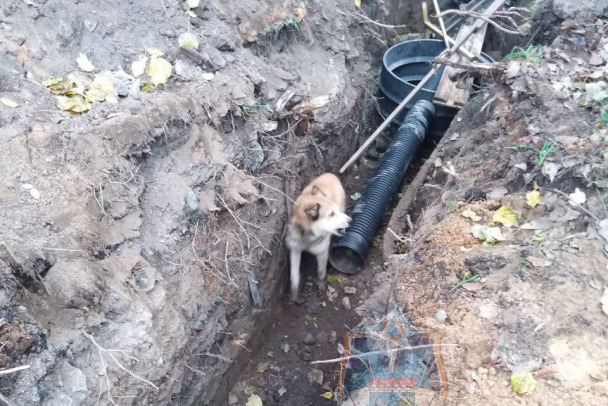 Из траншеи в Тосно подняли собаку