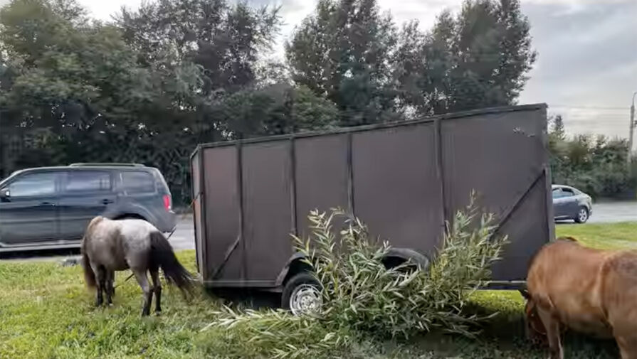 Пьяный водитель на Жигулях протаранил прицеп с пони и попал на видео