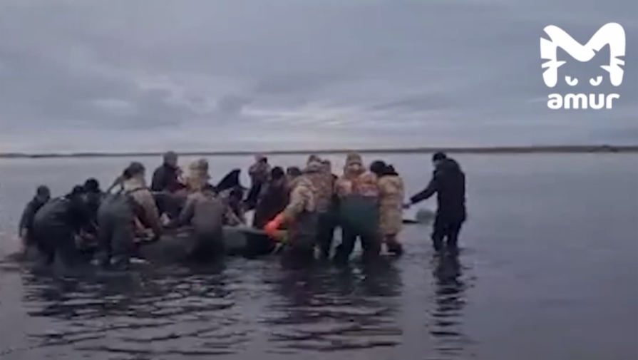 Косатки, второй раз застрявшие на мели на Камчатке, успешно пережили ночь