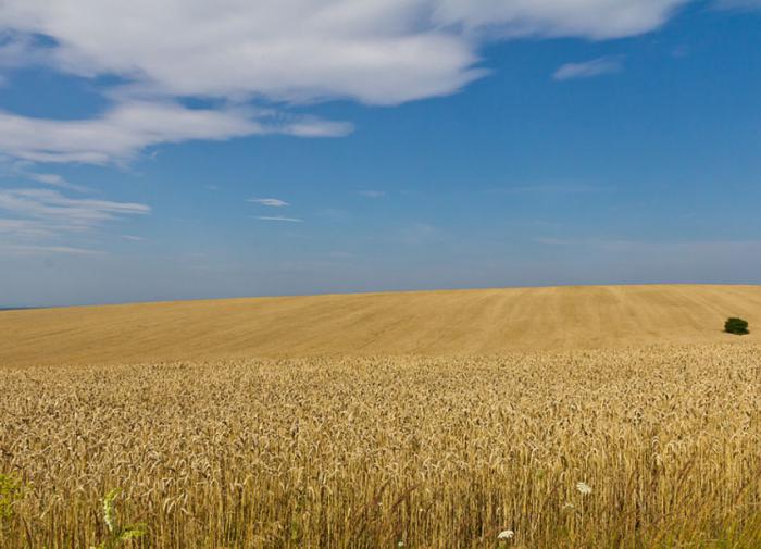 Россия может побить рекорд по экспорту зерновой продукции