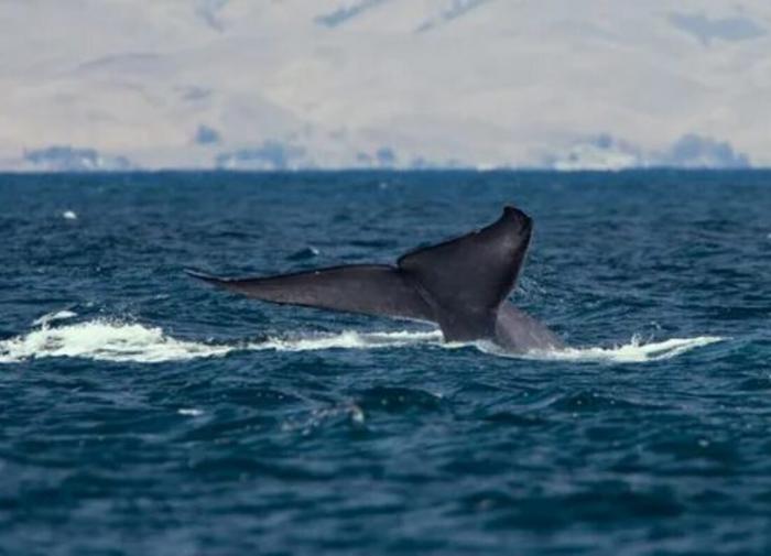 Самый большой морской динозавр был больше синего кита