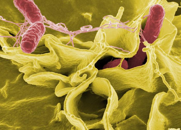 eLife: сальмонеллы и кишечные палочки питаются человеческой кровью