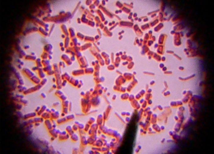 Chem: обнаружено новое семейство бактерий с высоким фармацевтическим потенциалом