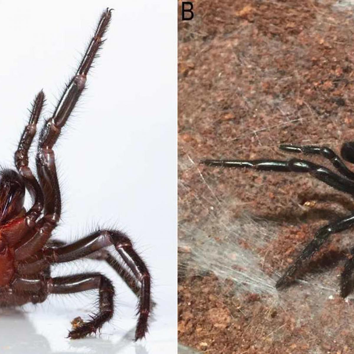 Почему ядовитые пауки Австралии могут стать ещё более опасными