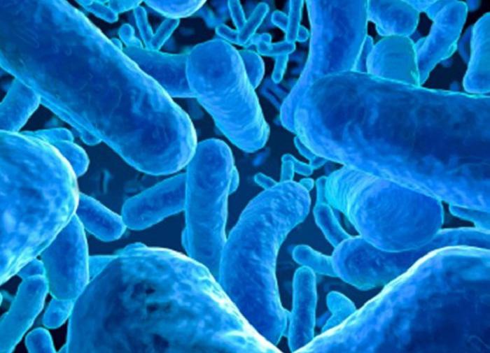 MicrobioRes: бактерия Bacillus subtilis передает информацию между поколениями