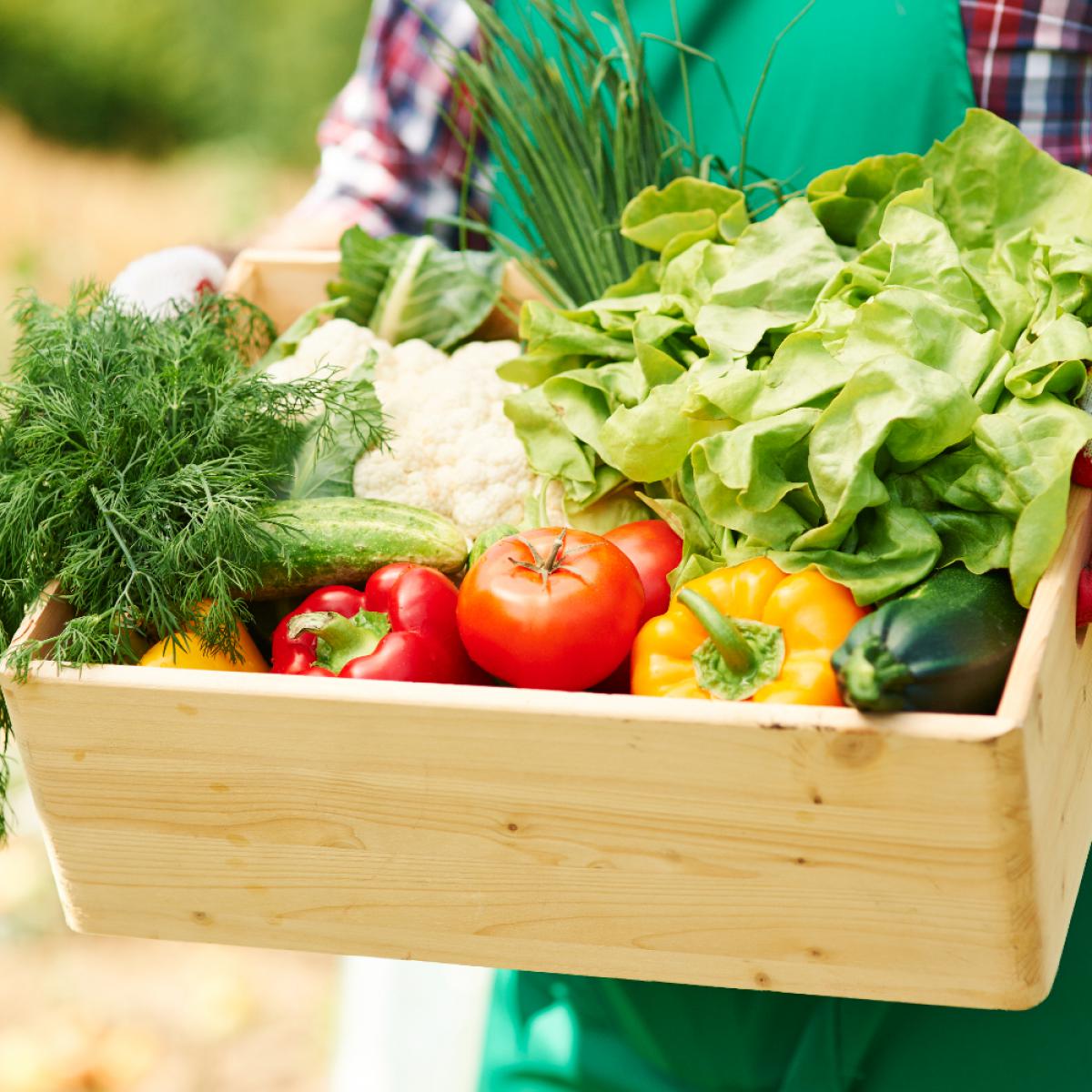 Цены на фермерские продукты снизятся за счёт поддержки малого агробизнеса