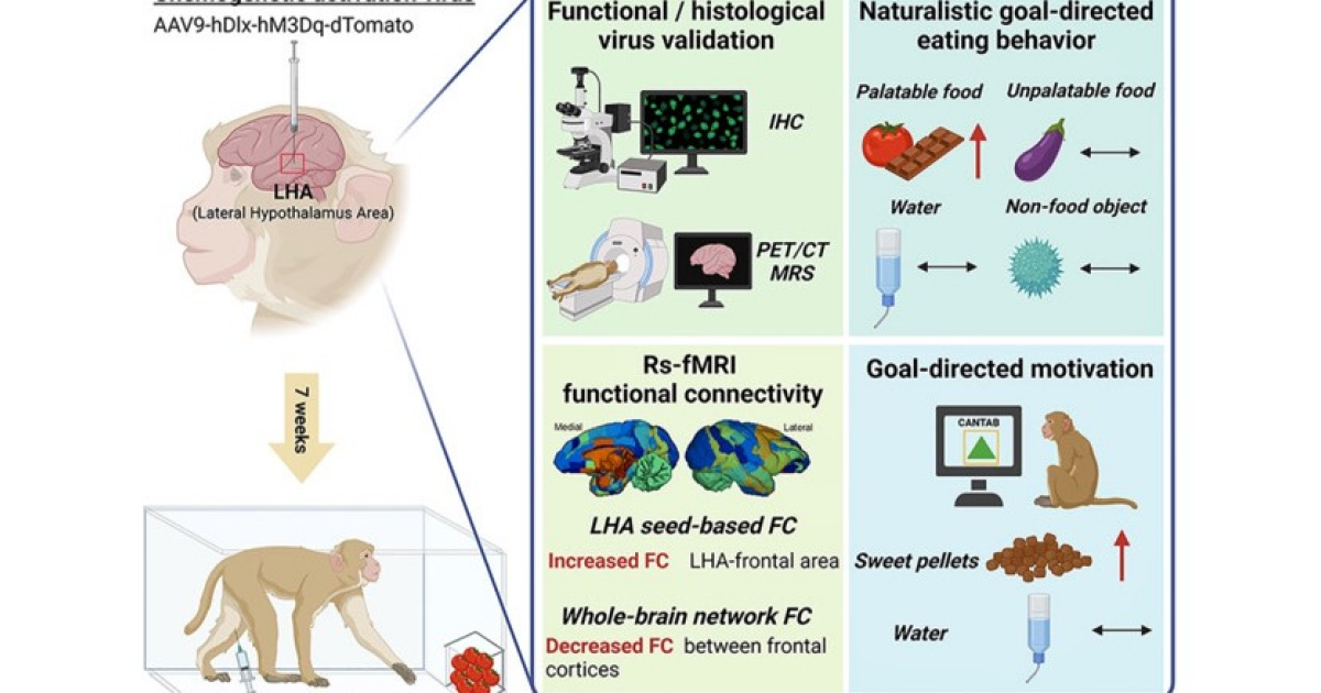 Хемогенетическая активация нейронов гипоталамуса повысила аппетит макак