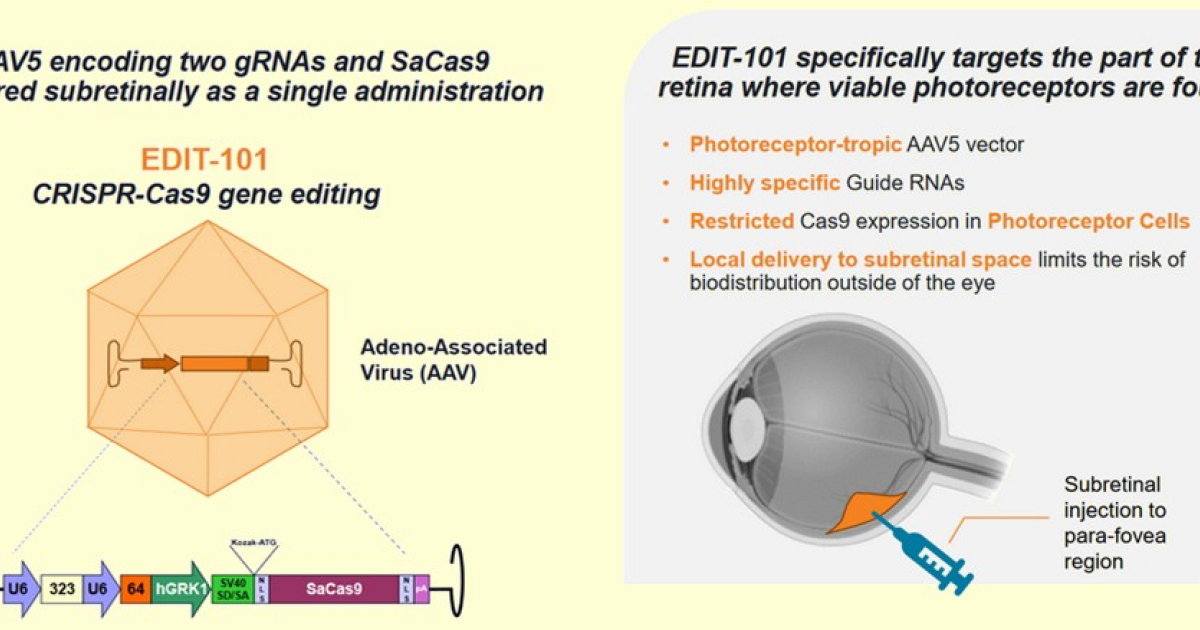 CRISPR-терапия показала безопасность и частичный эффект при дегенерации сетчатки