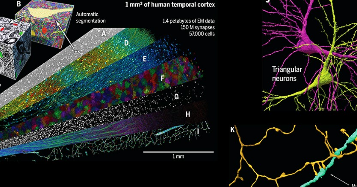 Кубический миллиметр коры мозга реконструировали с петавоксельным разрешением