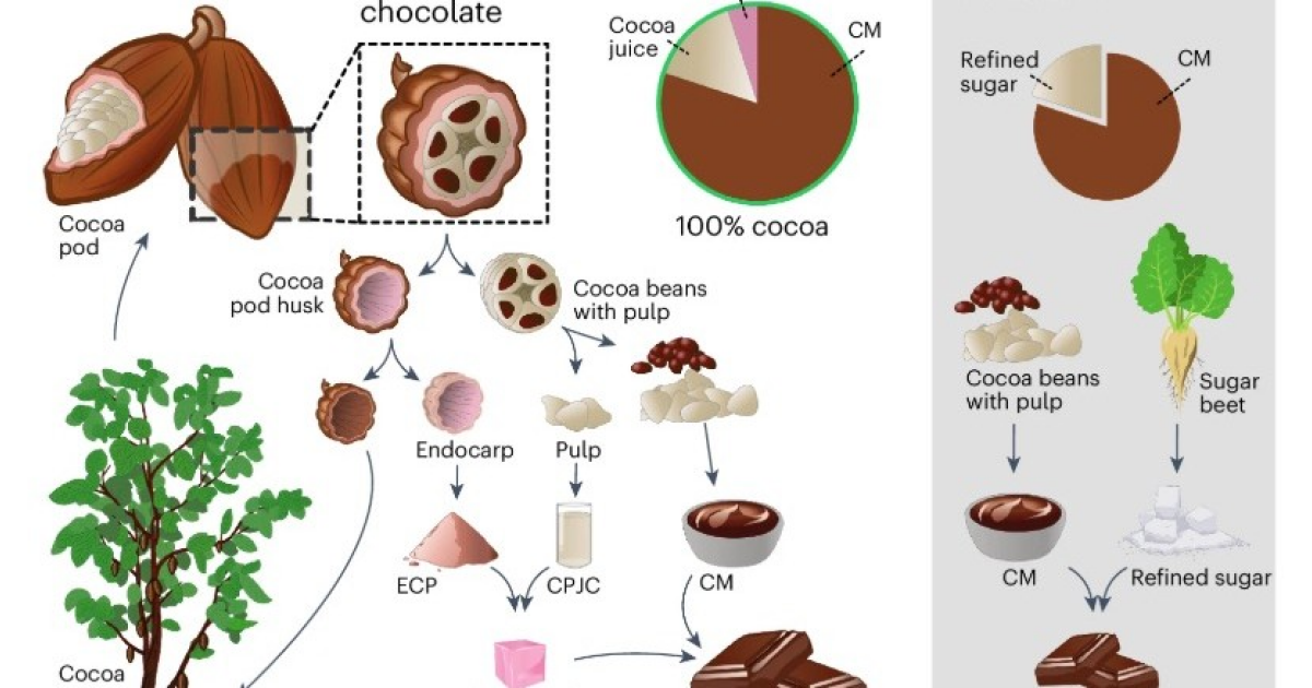 Цельноплодный шоколад назвали экологичной заменой классическому
