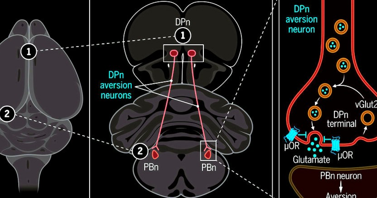 В мозге мышей нашли переключатель отвращения к опиоидам