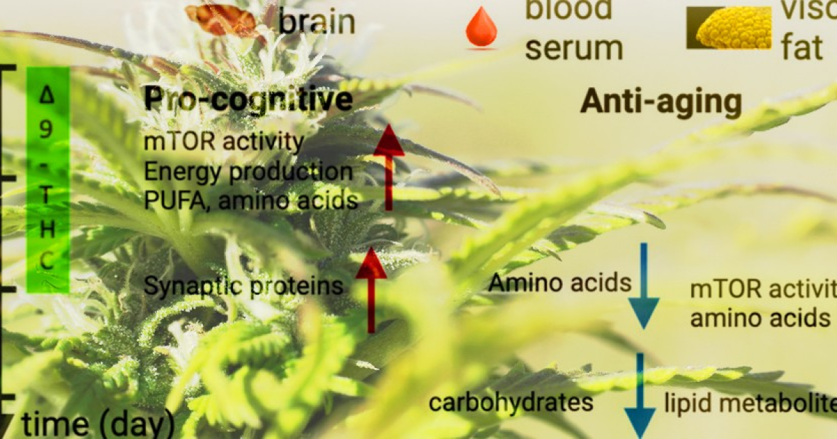 Тетрагидроканнабинол омолодил мозг и жировую ткань мышей путем модуляции mTOR
