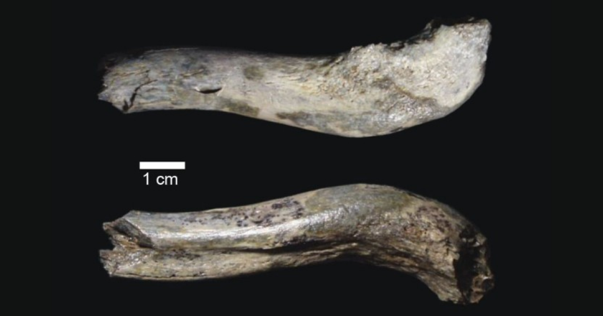 Палеоантропологи описали ключицу древнего гоминида из Олдувайского ущелья