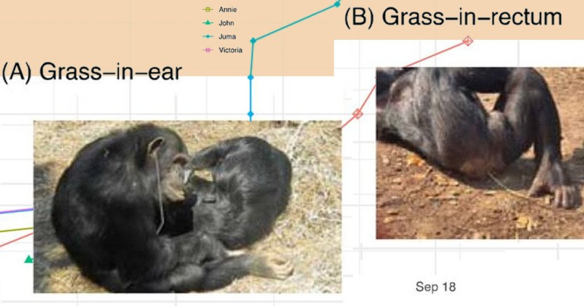 Шимпанзе обзавелись традицией носить травинку в анусе