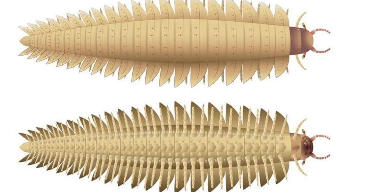 Палеонтологи впервые описали голову 2,6-метровой многоножки
