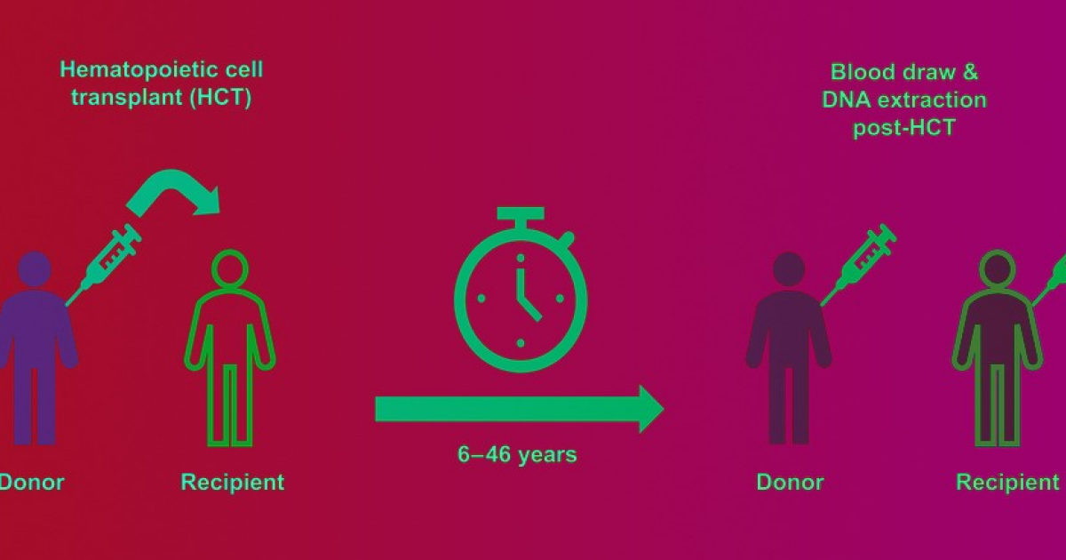 Донорские кроветворные клетки оказались не склонны накапливать мутации после пересадки