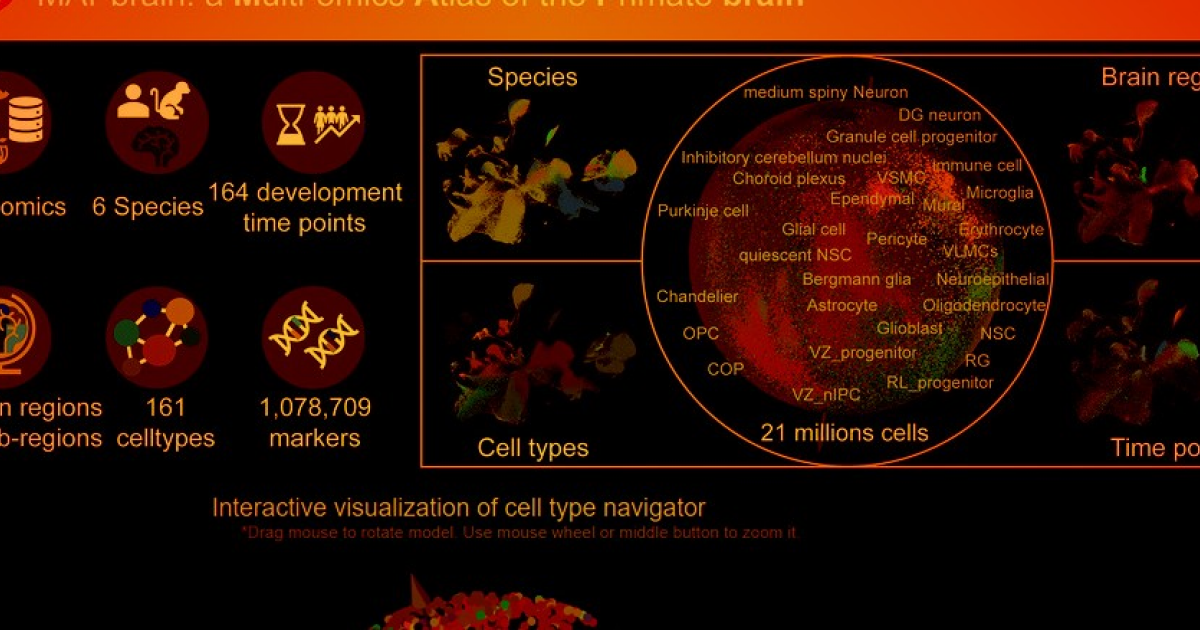 Мультиомный атлас мозга приматов выложили в открытый доступ