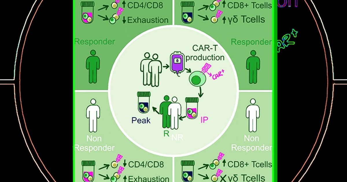 Стартовые характеристики Т-лимфоцитов повлияли на успех CAR-T-терапии