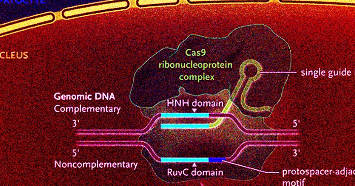 CRISPR-терапия помогла при амилоидной кардиомиопатии в первой фазе испытаний