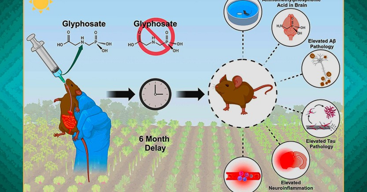 Глифосат стимулировал нейровоспаление и прогрессирование болезни Альцгеймера у мышей