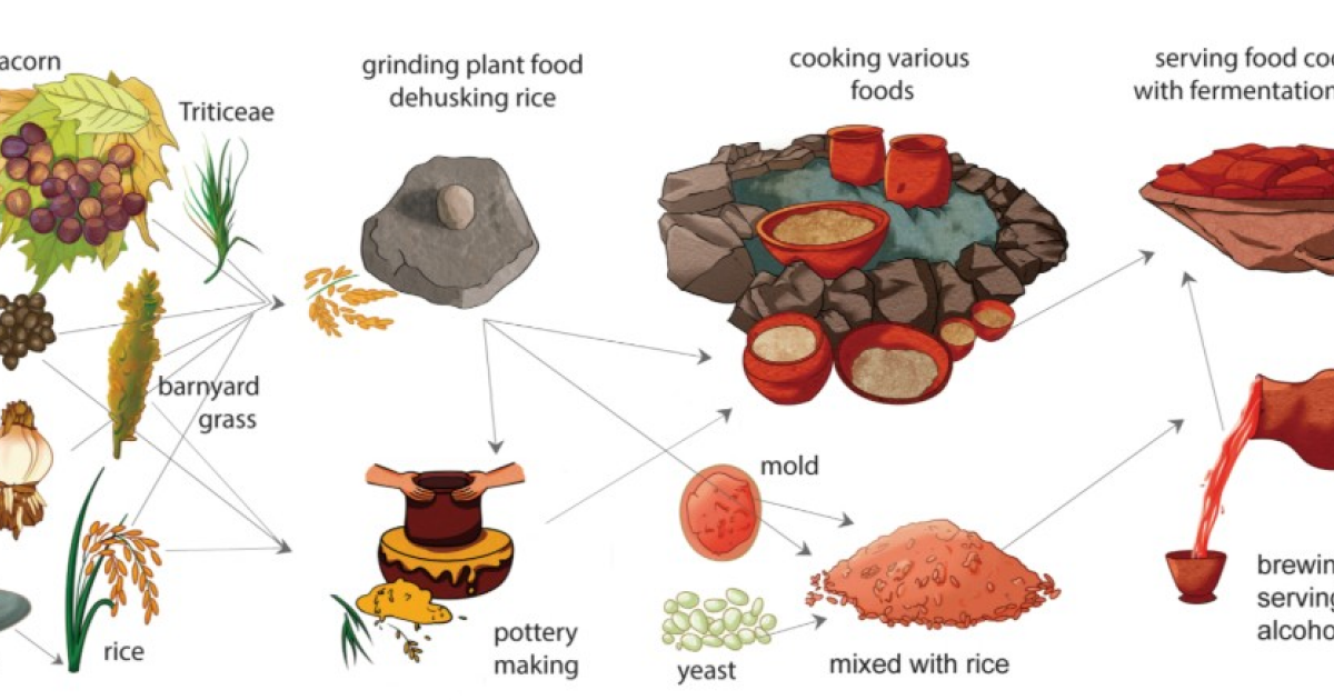 Древние жители Китая изготовили рисовое пиво около десяти тысяч лет назад