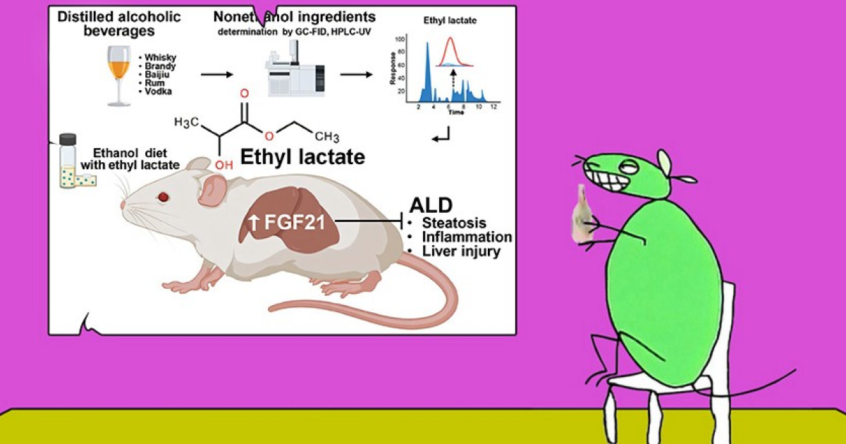 Этиллактат уменьшил алкогольное повреждение печени у мышей