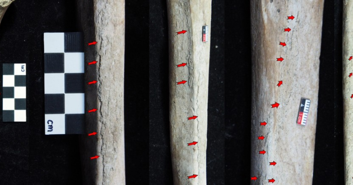 На 8000-летних костях ребенка обнаружили насечки от орудий