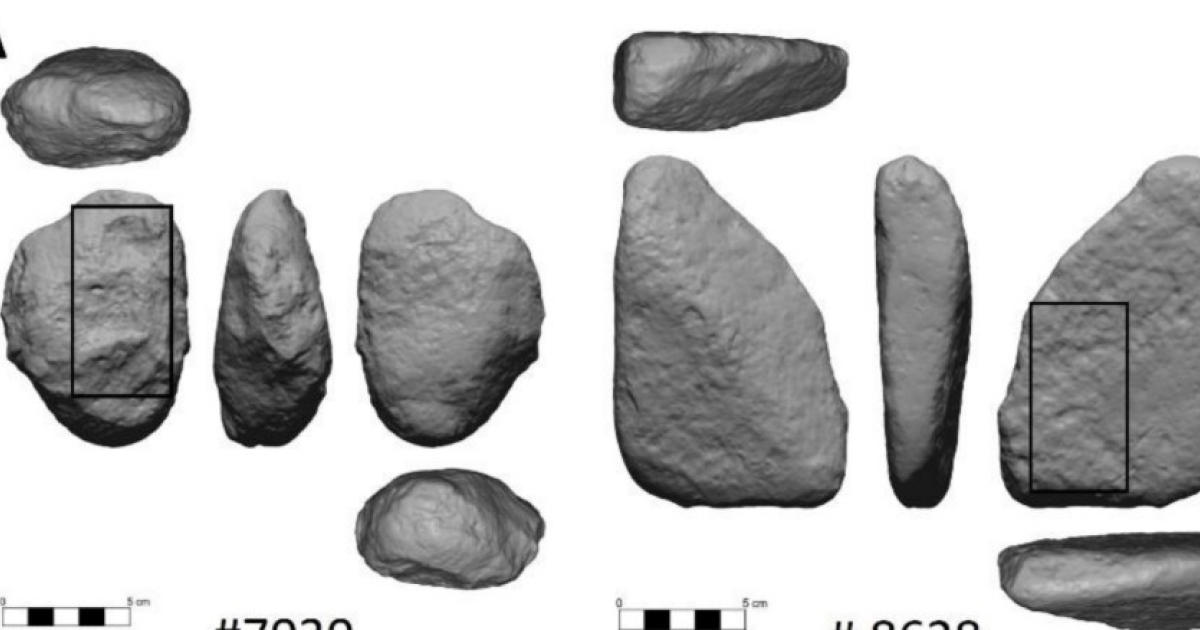 На 780000-летних орудиях из Израиля нашли остатки желудей и злаков