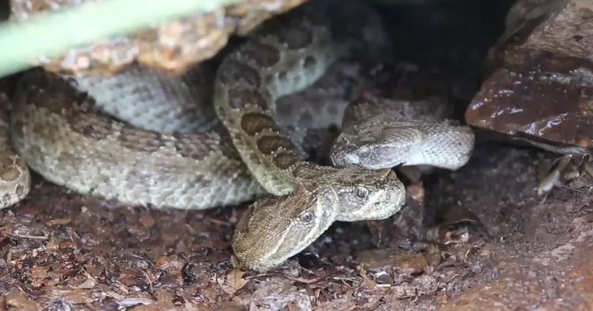 Гремучие змеи попили воды с тел сородичей