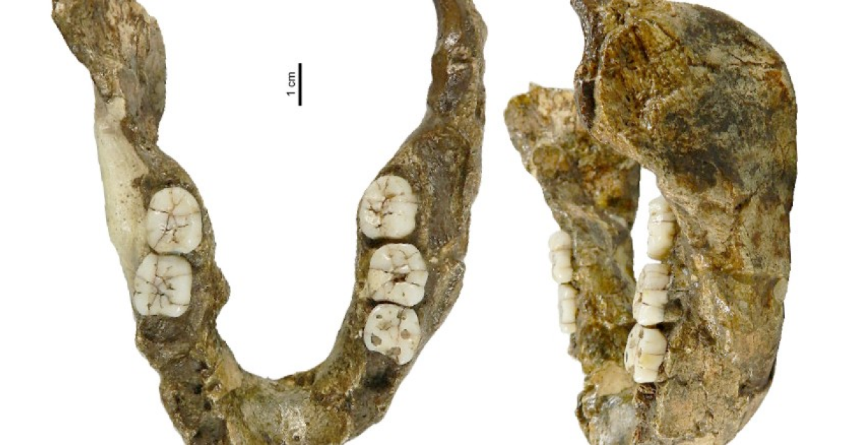 Челюсть из Сварткранса указала на потенциально новый вид парантропов
