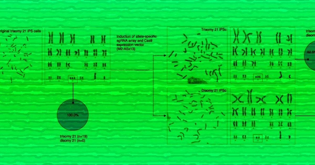 CRISPR-Cas9 помогла удалить лишнюю хромосому в культуре клеток при синдроме Дауна