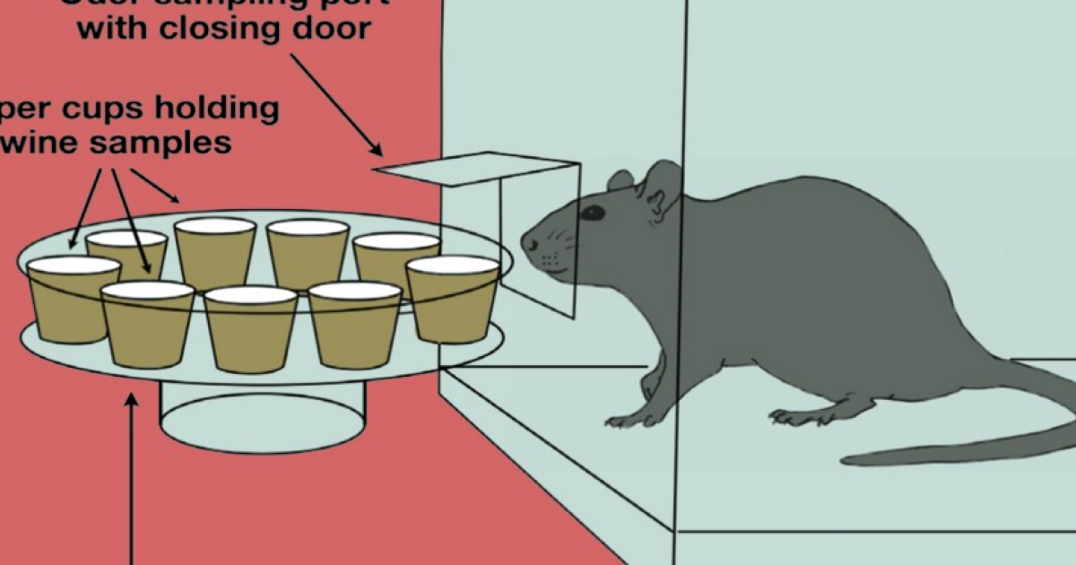 Крысы отличили Совиньон Блан от Рислинга